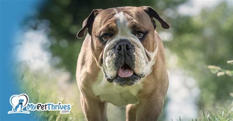  American Bulldogs are an emotional dog breed and thrives on human attention and affection, so they tend to bond strongly with their owners and may come across as clingy sometimes